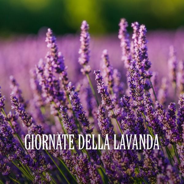 Giornate della lavanda